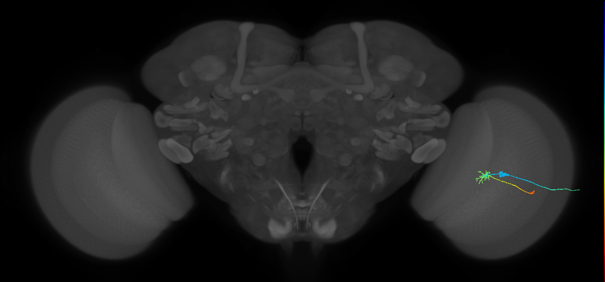 C2_R (JRC_OpticLobe:84956)