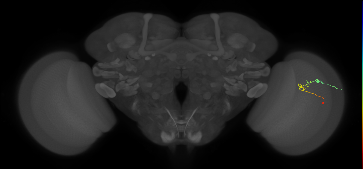 C2_R (JRC_OpticLobe:109861)