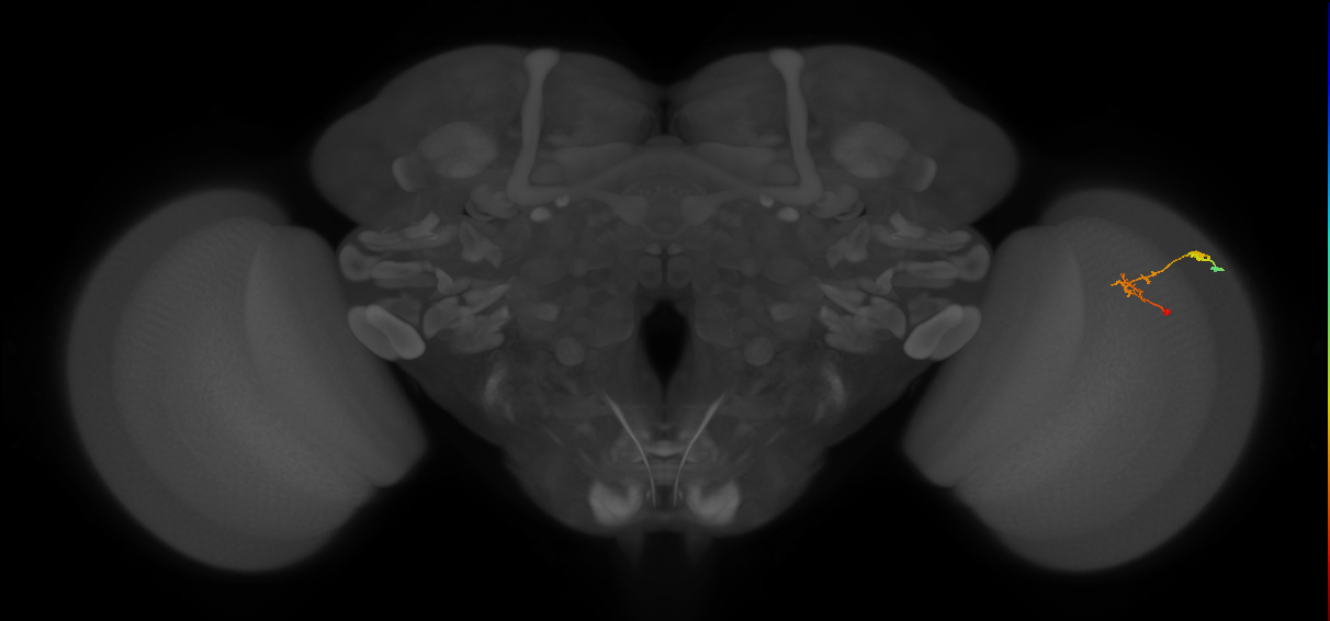 C2_R (JRC_OpticLobe:118827)