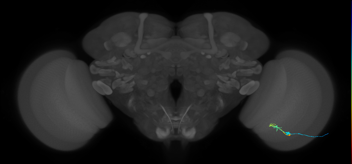 C2_R (JRC_OpticLobe:79151)