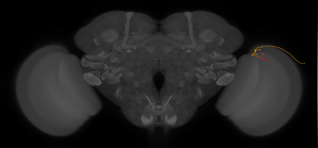 C2_R (JRC_OpticLobe:184303)