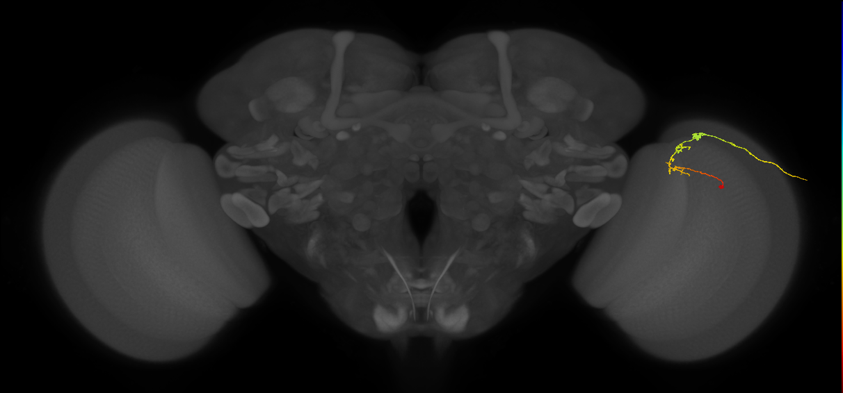 C2_R (JRC_OpticLobe:102441)
