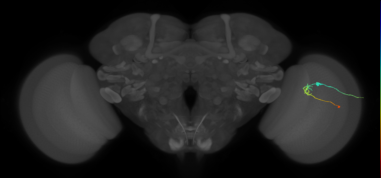 C2_R (JRC_OpticLobe:103523)