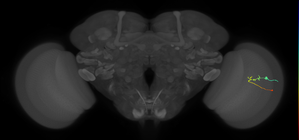 C2_R (JRC_OpticLobe:86196)