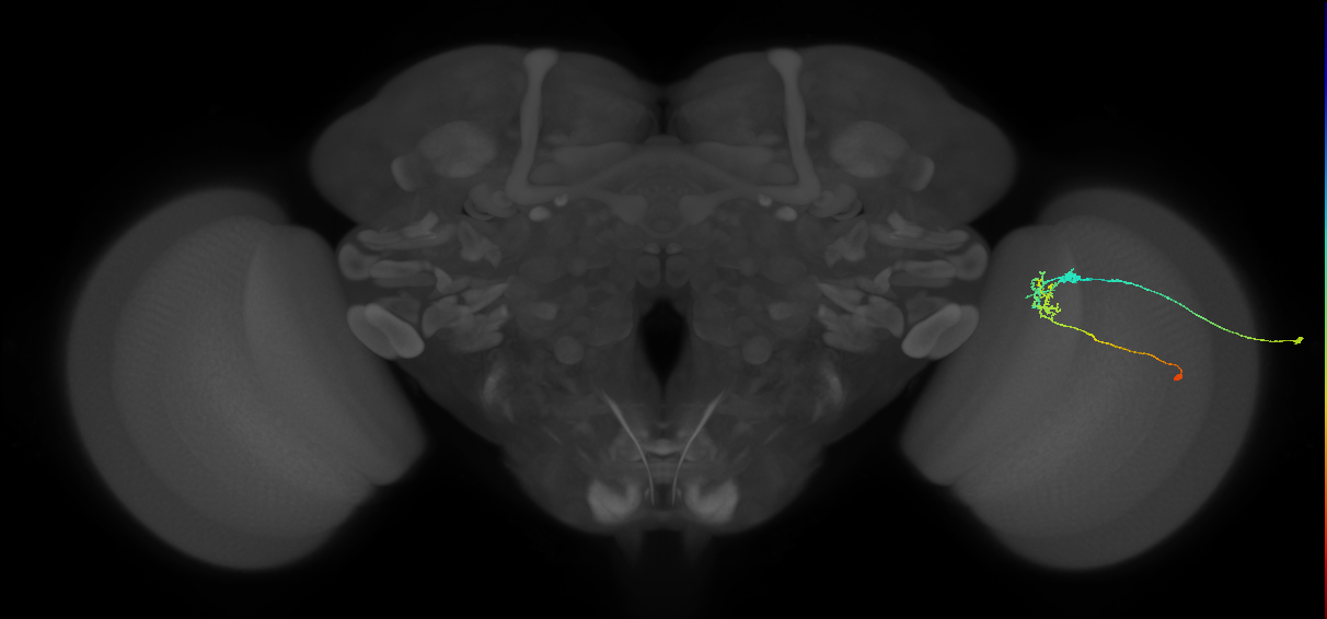C2_R (JRC_OpticLobe:96568)