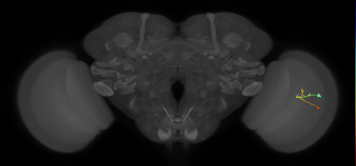 C2_R (JRC_OpticLobe:91942)