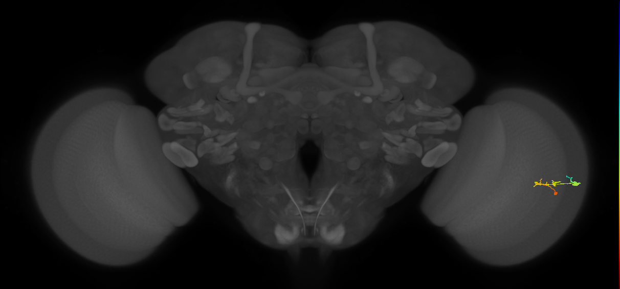 C2_R (JRC_OpticLobe:108136)