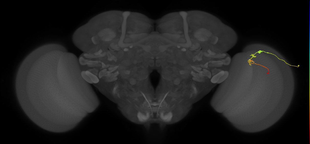 C2_R (JRC_OpticLobe:100062)
