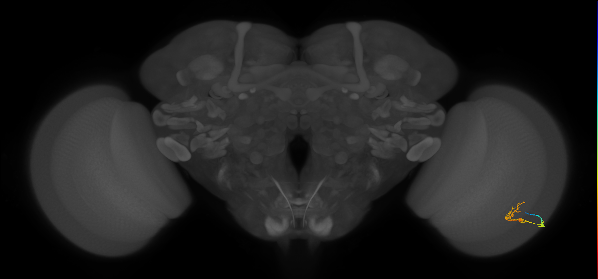 C2_R (JRC_OpticLobe:88106)