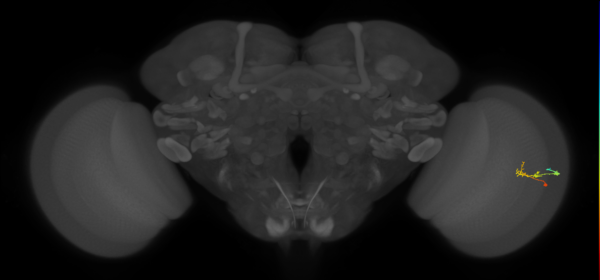 C2_R (JRC_OpticLobe:126131)
