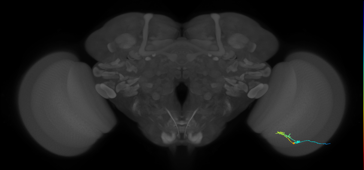 C2_R (JRC_OpticLobe:83881)