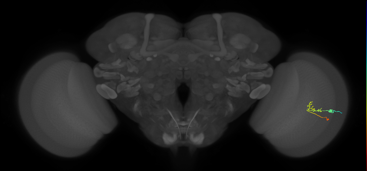 C2_R (JRC_OpticLobe:74218)