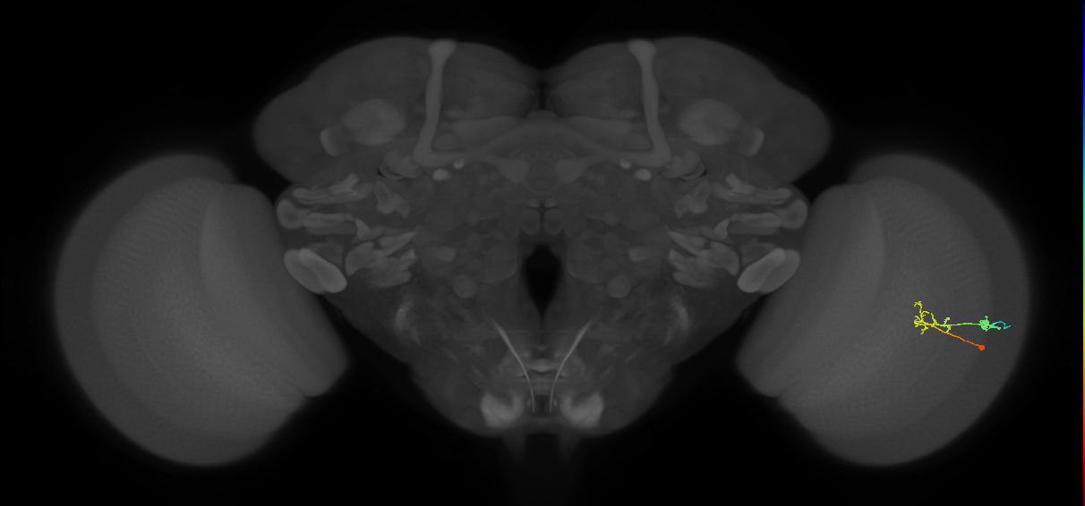 C2_R (JRC_OpticLobe:78290)