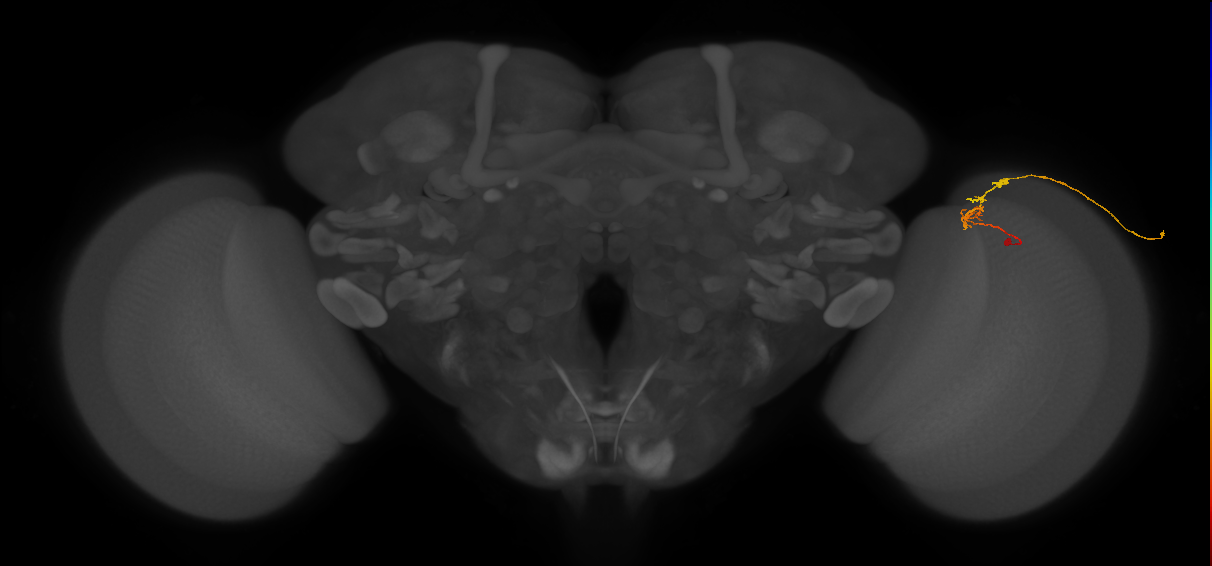 C2_R (JRC_OpticLobe:100156)