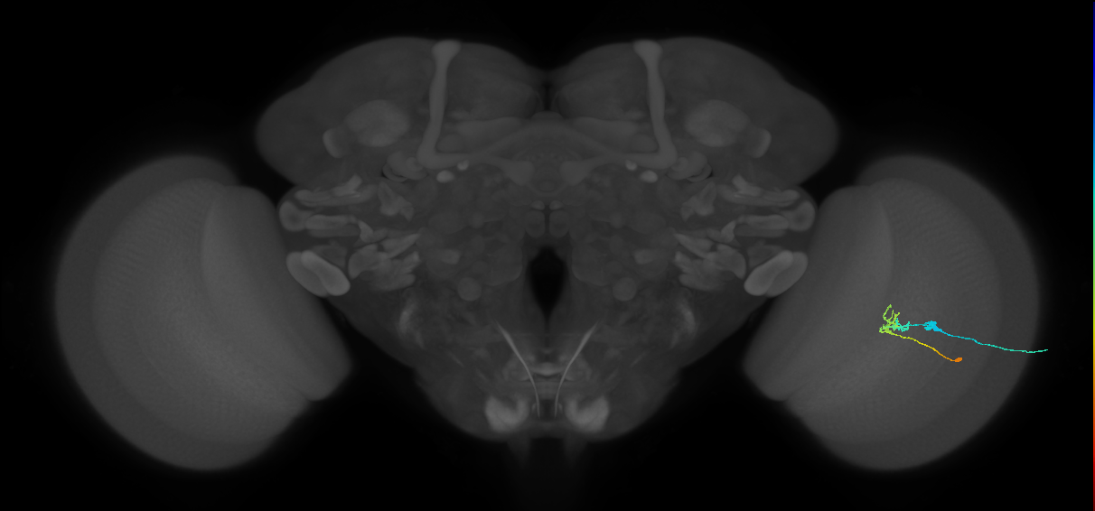 C2_R (JRC_OpticLobe:73882)