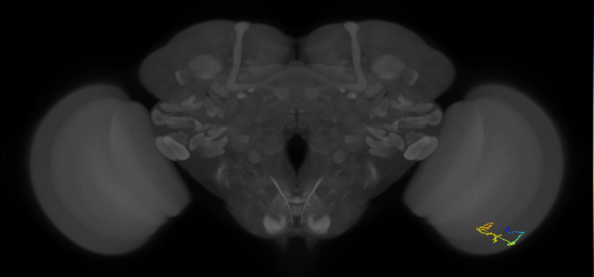 C2_R (JRC_OpticLobe:78159)