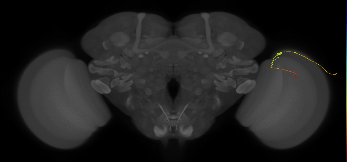 C2_R (JRC_OpticLobe:166496)