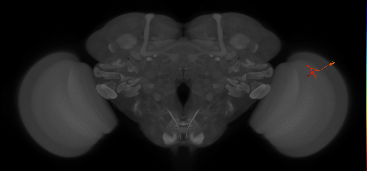 C2_R (JRC_OpticLobe:134358)