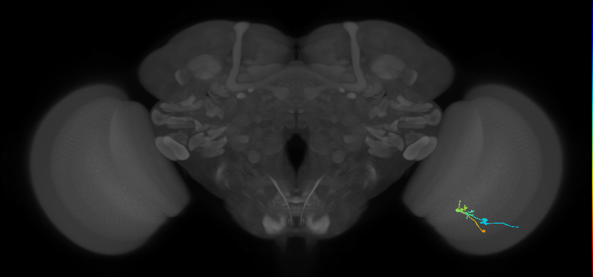 C2_R (JRC_OpticLobe:82426)