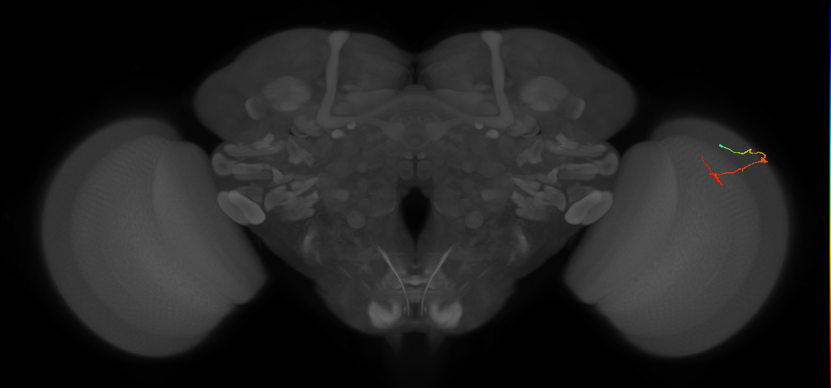 C2_R (JRC_OpticLobe:132463)