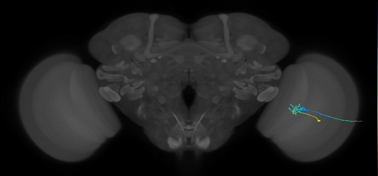 C2_R (JRC_OpticLobe:107855)
