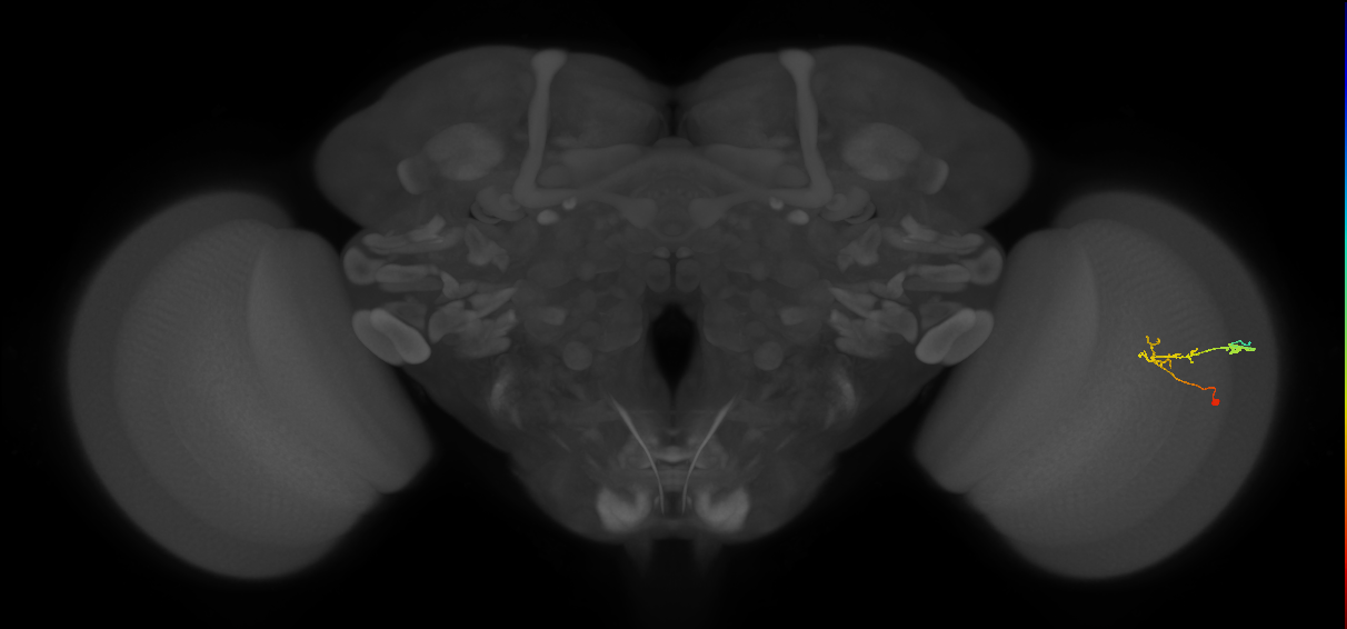 C2_R (JRC_OpticLobe:88103)