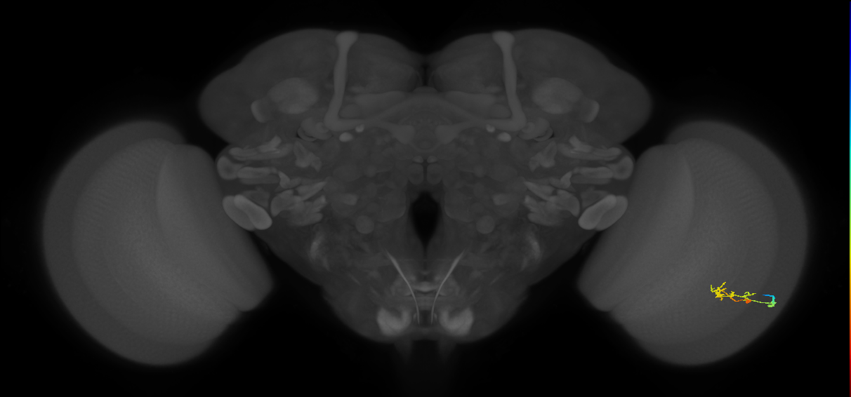 C2_R (JRC_OpticLobe:77052)
