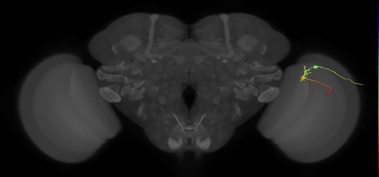 C2_R (JRC_OpticLobe:107704)