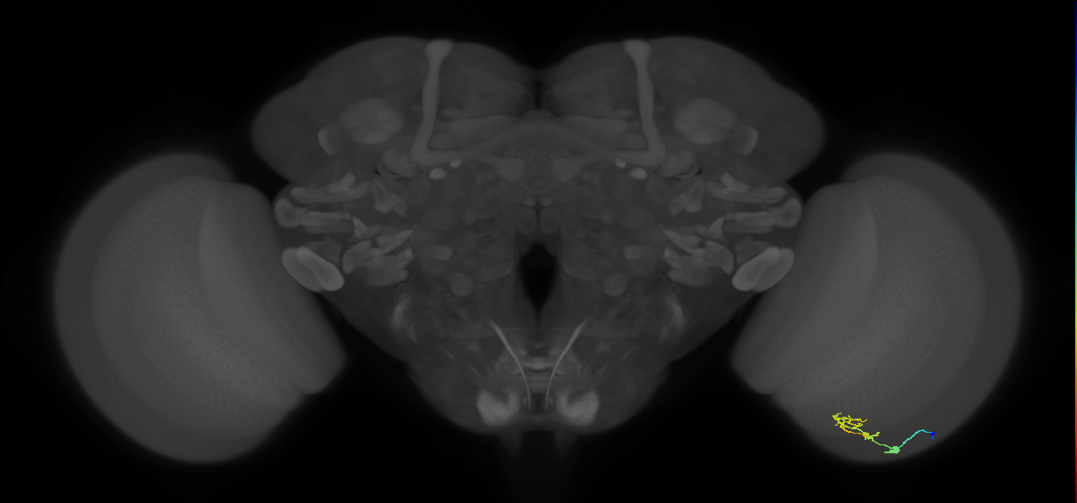 C2_R (JRC_OpticLobe:84816)