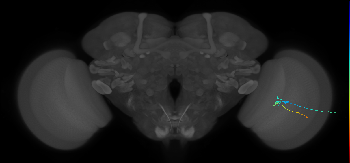 C2_R (JRC_OpticLobe:88081)