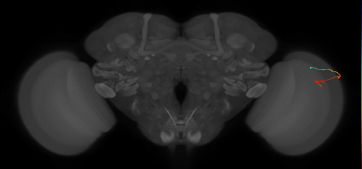 C2_R (JRC_OpticLobe:105210)
