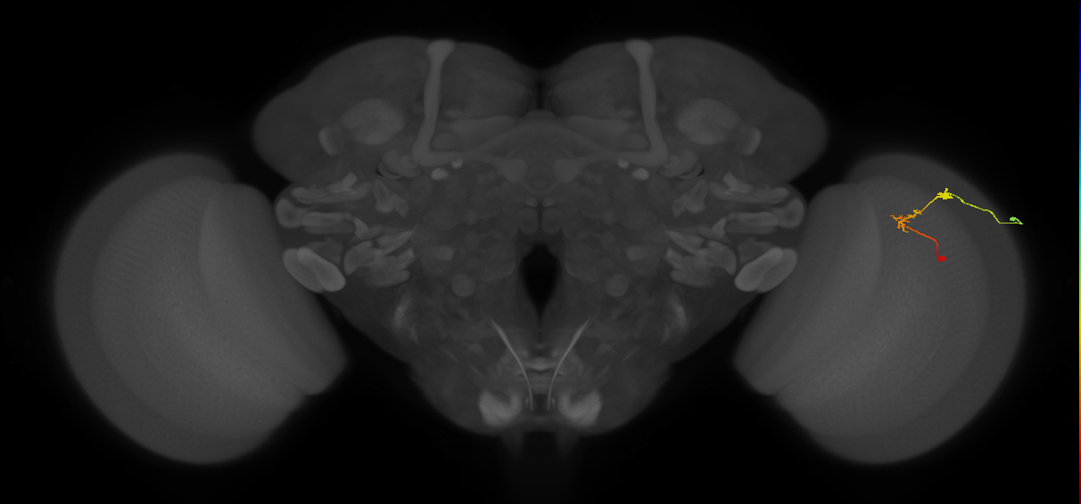 C2_R (JRC_OpticLobe:107253)