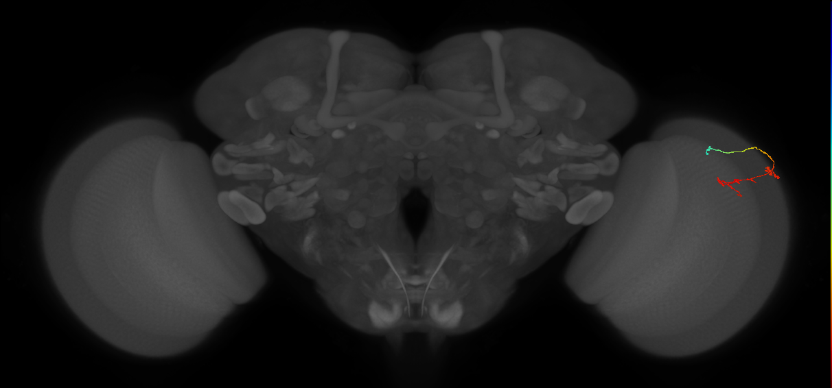 C2_R (JRC_OpticLobe:136569)