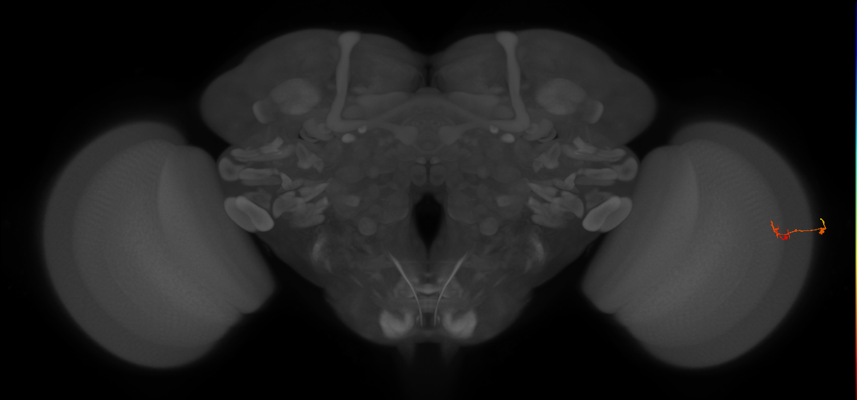C2_R (JRC_OpticLobe:65107)