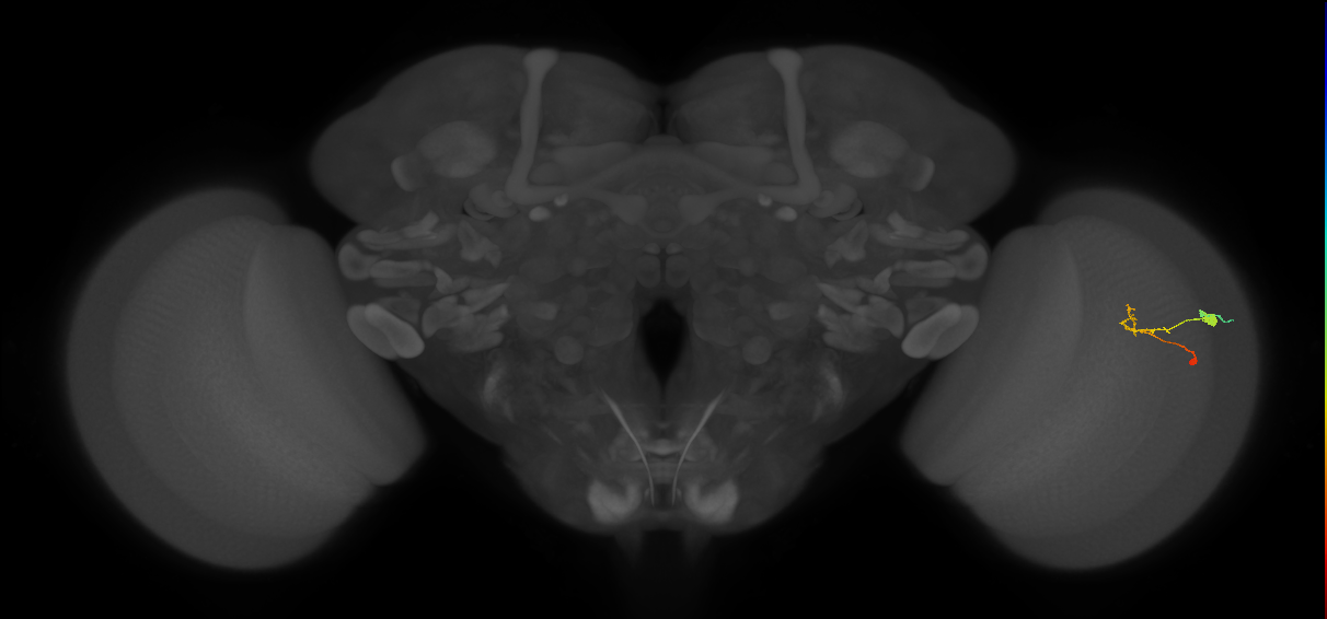C2_R (JRC_OpticLobe:94474)