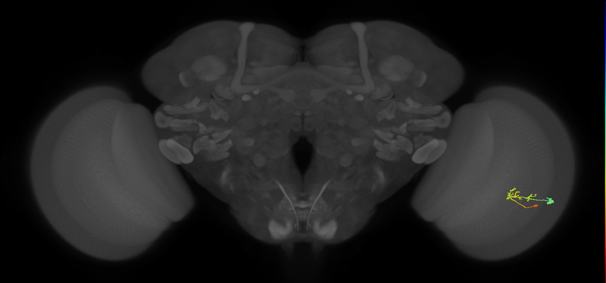 C2_R (JRC_OpticLobe:71680)
