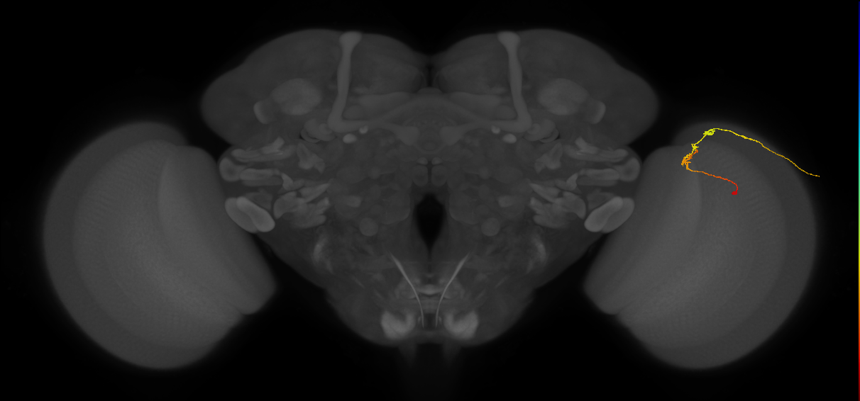 C2_R (JRC_OpticLobe:111525)