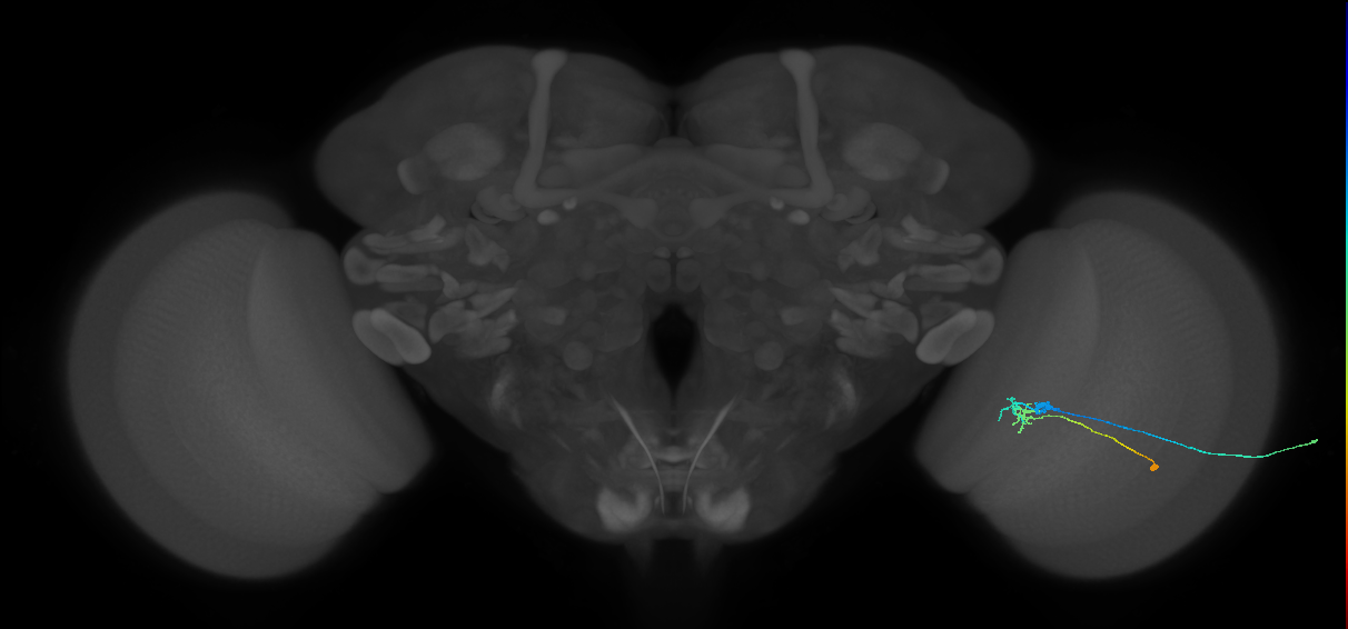 C2_R (JRC_OpticLobe:92227)