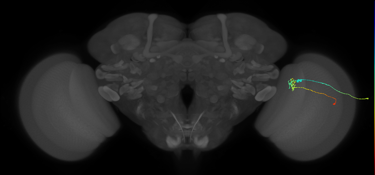 C2_R (JRC_OpticLobe:99097)