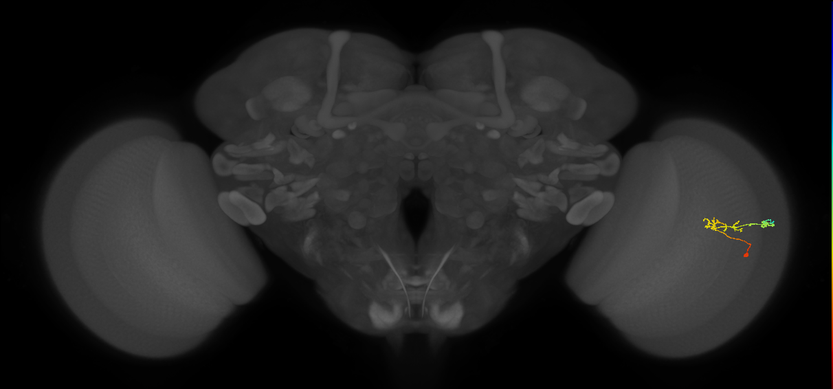 C2_R (JRC_OpticLobe:101495)