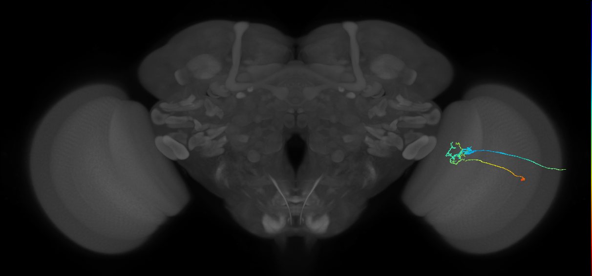 C2_R (JRC_OpticLobe:90318)