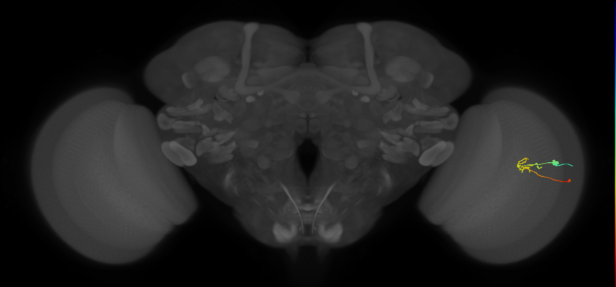 C2_R (JRC_OpticLobe:85468)