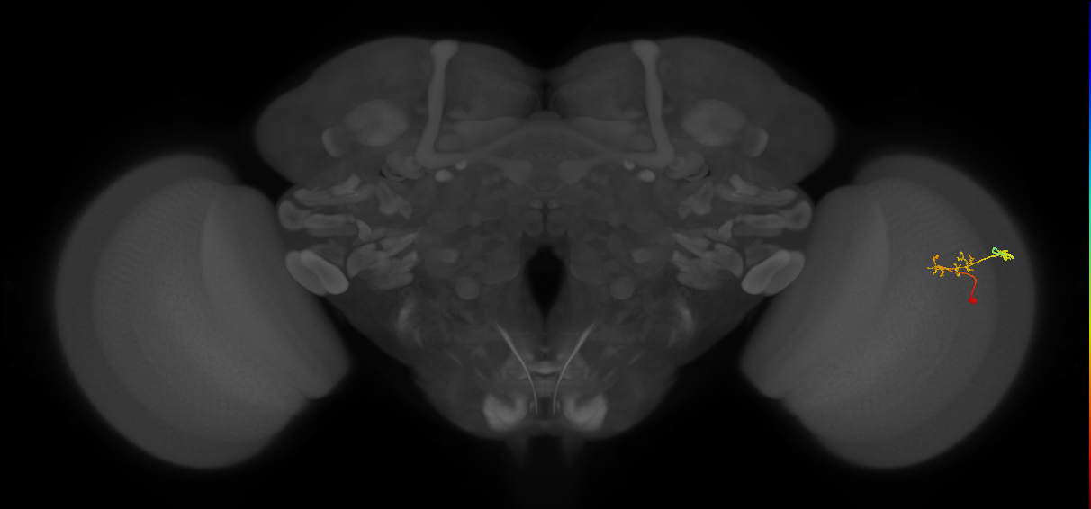 C2_R (JRC_OpticLobe:94060)