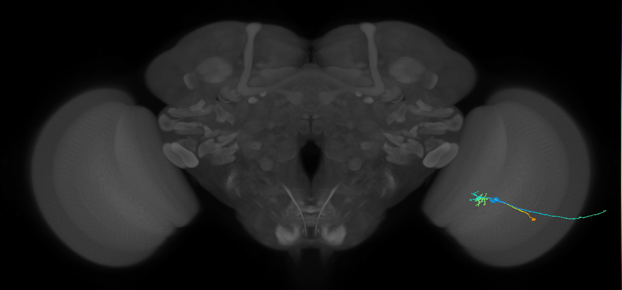 C2_R (JRC_OpticLobe:94418)