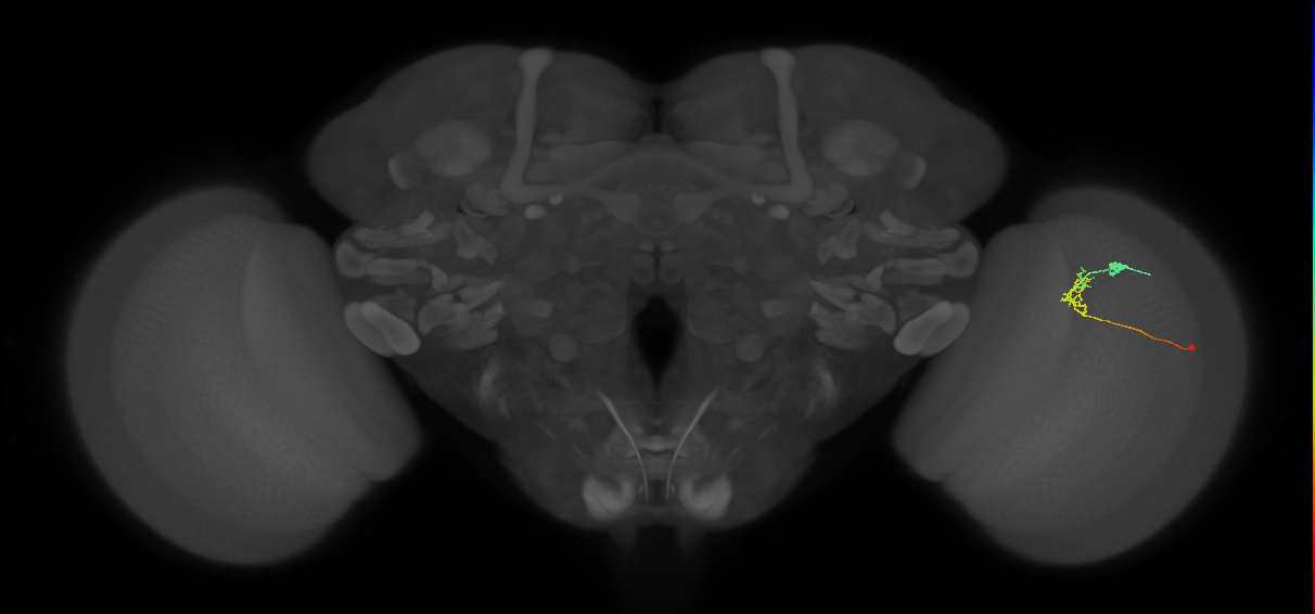 C2_R (JRC_OpticLobe:90910)