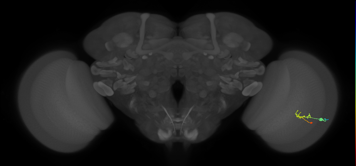 C2_R (JRC_OpticLobe:75638)