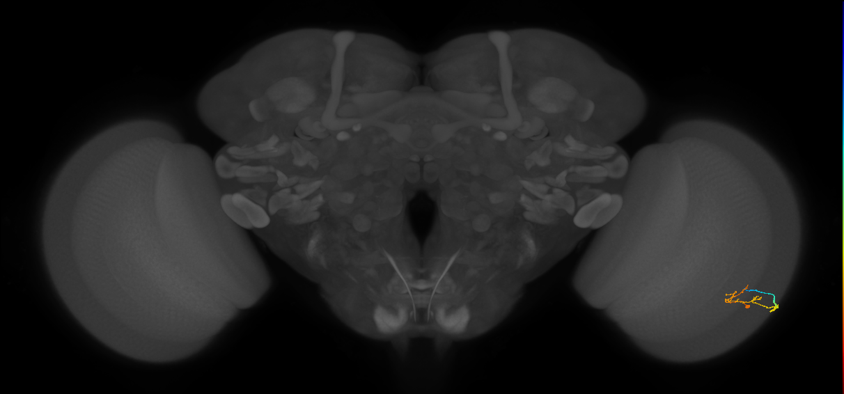 C2_R (JRC_OpticLobe:104650)