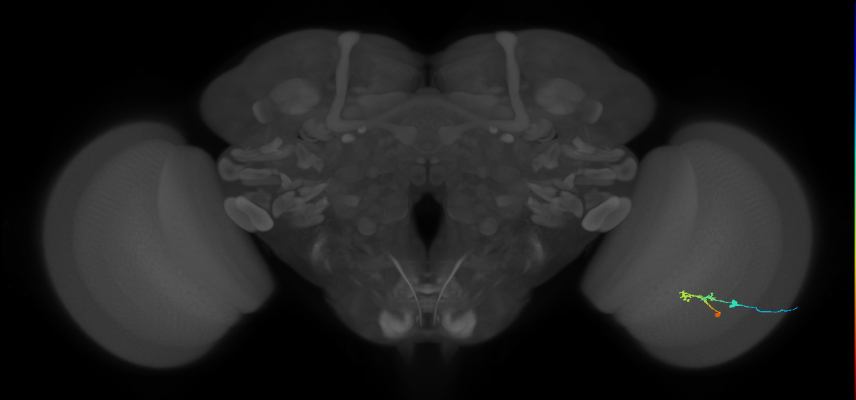 C2_R (JRC_OpticLobe:77860)
