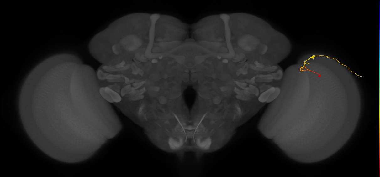 C2_R (JRC_OpticLobe:128600)