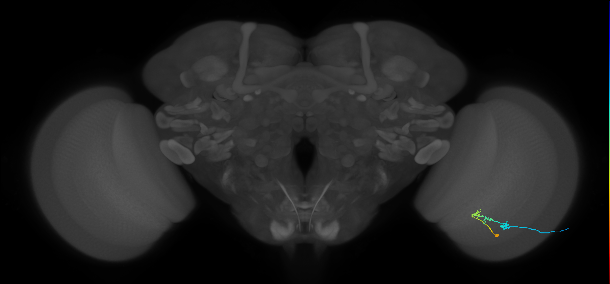 C2_R (JRC_OpticLobe:91746)